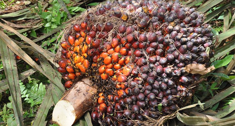 SPKS Tolak Kenaikan Pungutan Dana Sawit Untuk Atasi Kelangkaan Migor