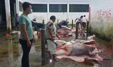Polres Sibolga awasi dan chek pemotongan hewan kerbau dan lembu
