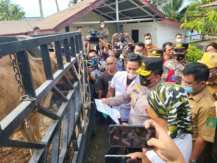 Cegah penyebaran PMK Di Sumut, Kapoldasu Sidak Peternakan Sapi 