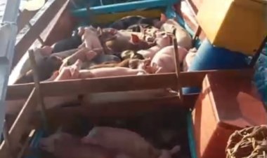 TNI AL Tangkap 2 unit Kapal Tanpa Dokumen & Gagalkan Peredaran Ratusan Ekor Babi Illegal Di Perairan Nias Utara  